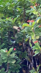 Papilio memnon heronus