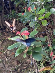 Papilio memnon heronus