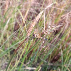 Trithemis pallidinervis