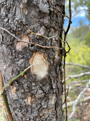 Flindersia dissosperma