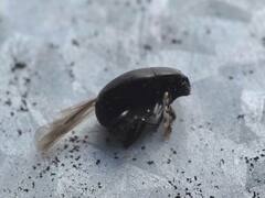 Histeridae