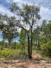 Flindersia dissosperma