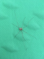 Leptobunus parvulus