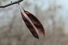 Cercis canadensis