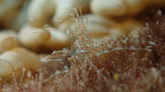 Periclimenes yucatanicus