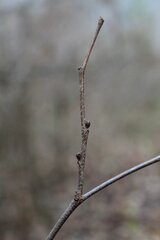 Cercis canadensis