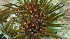 Echinometra viridis