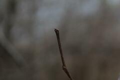 Cercis canadensis