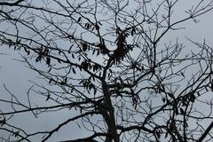 Cercis canadensis