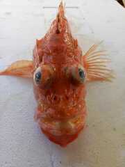 Scorpaenidae