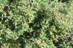 Ceanothus buxifolius