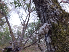Callirhytis quercussuttoni