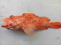 Scorpaenidae