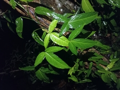 Tetrastigma hemsleyanum