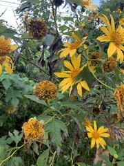 Tithonia