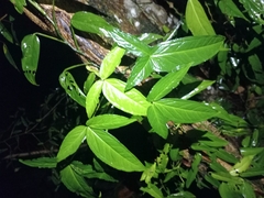 Tetrastigma hemsleyanum