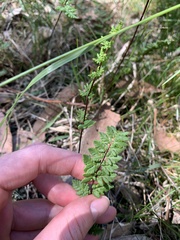 Cheilanthes sieberi sieberi
