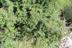 Ceanothus buxifolius