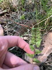Cheilanthes sieberi sieberi