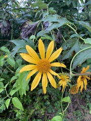 Tithonia
