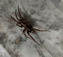 Herpyllus propinquus