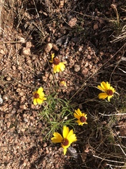 Thelesperma filifolium