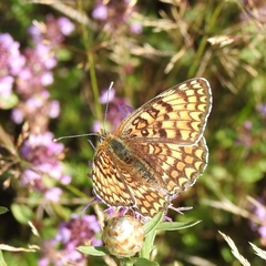 Melitaea phoebe