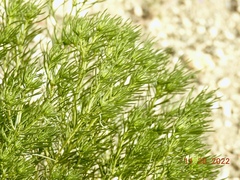 Peucephyllum schottii