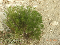 Peucephyllum schottii