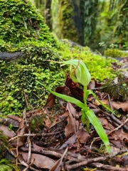 Pterostylis montana