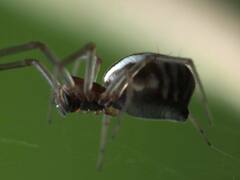 Frontinella pyramitela