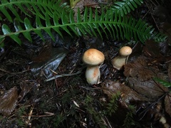 Cortinarius rubiginosus