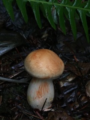 Cortinarius rubiginosus