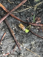 Apis mellifera