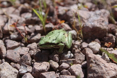 Hyla wrightorum