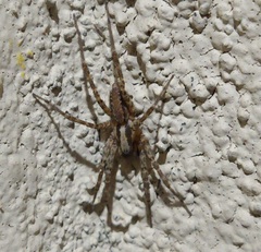 Agelenidae