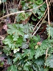 Crepidomanes minutum