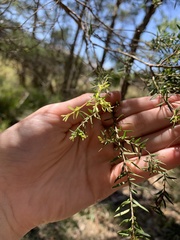 Melaleuca styphelioides