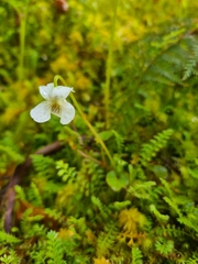 Viola filicaulis