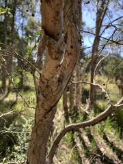 Melaleuca styphelioides
