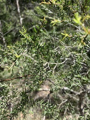 Melaleuca styphelioides