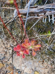 Drosera spatulata