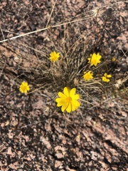Thymophylla pentachaeta