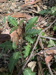 Solanum prinophyllum