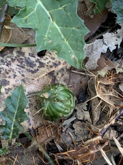 Solanum prinophyllum
