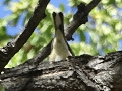 Setophaga coronata coronata