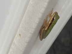 Litoria bicolor
