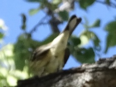 Setophaga coronata coronata