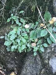 Hieracium amplexicaule pulmonarioides