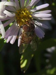 Copestylum isabellina